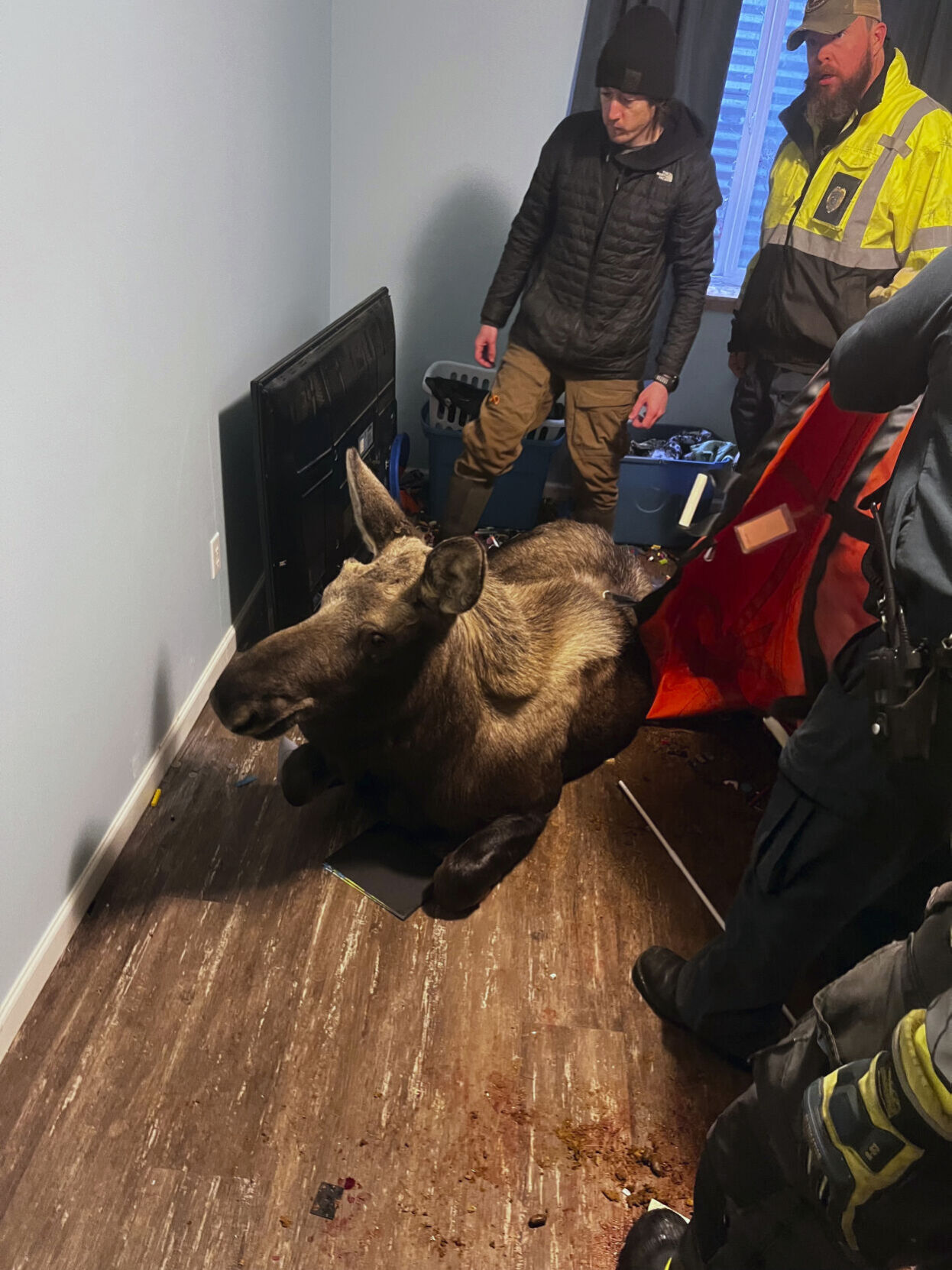 Alaska-Moose Rescue